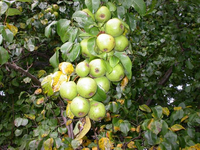 how to kill flowering pear trees